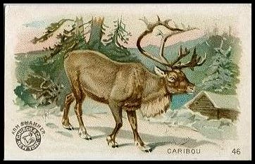 46 Caribou